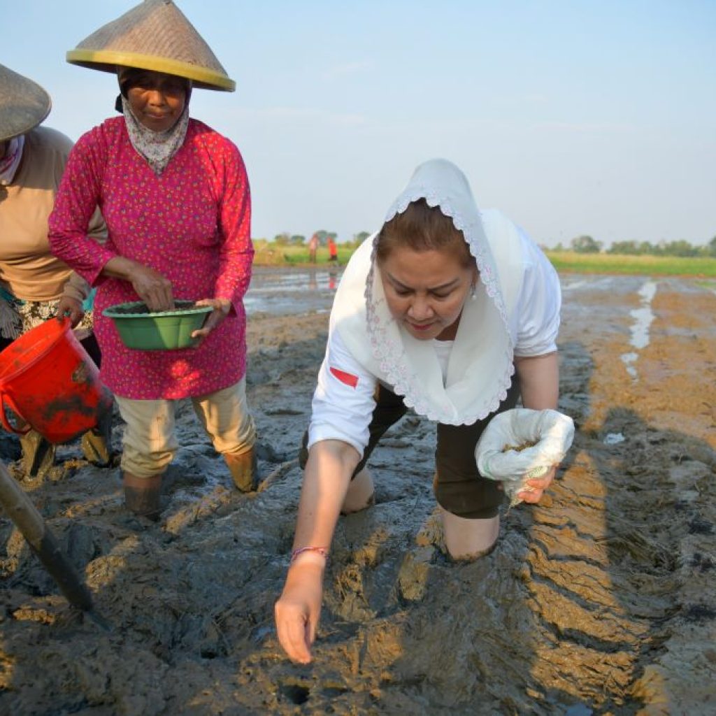 Pemkot Semarang dan BRIN Kembangkan Penanaman Padi Biosalin Lebih Lanjut dengan Model Tabela