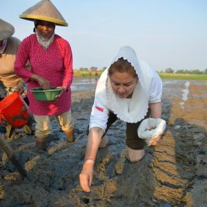 Pemkot Semarang dan BRIN Kembangkan Penanaman Padi Biosalin Lebih Lanjut dengan Model Tabela