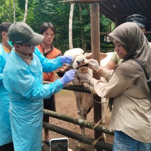 Vaksinasi dan Disinfeksi, Upaya Pemprov Jateng Atasi PMK