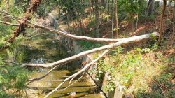 TUTURPEDIA - Pohon Tumbang di Sungai Grojogan Blora Telantar Berbulan-bulan, Pemkab Diminta Tak Abai: “Ini Aset Publik, Bukan Mainan!”