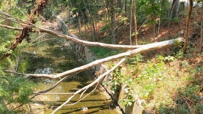 TUTURPEDIA - Pohon Tumbang di Sungai Grojogan Blora Telantar Berbulan-bulan, Pemkab Diminta Tak Abai: “Ini Aset Publik, Bukan Mainan!”