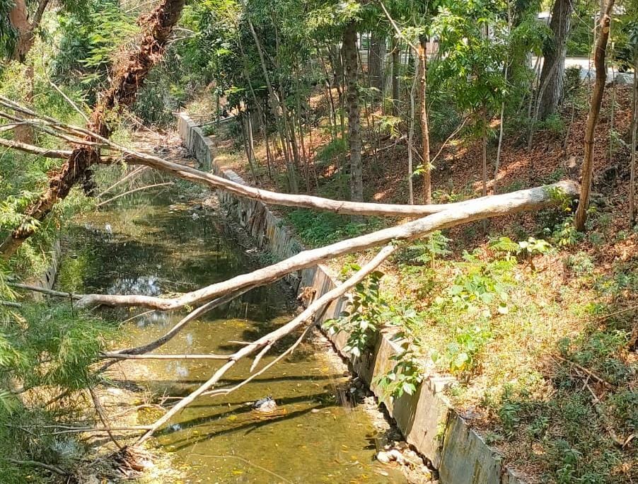 TUTURPEDIA - Pohon Tumbang di Sungai Grojogan Blora Telantar Berbulan-bulan, Pemkab Diminta Tak Abai: “Ini Aset Publik, Bukan Mainan!”