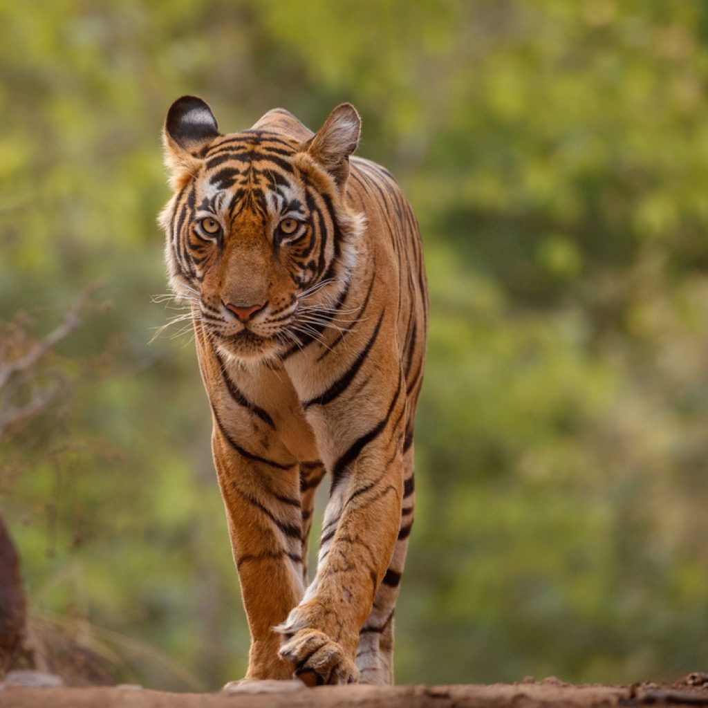 Bikin Panik, Seekor Harimau Betina di India Masuk Universitas