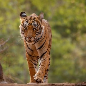 Bikin Panik, Seekor Harimau Betina di India Masuk Universitas