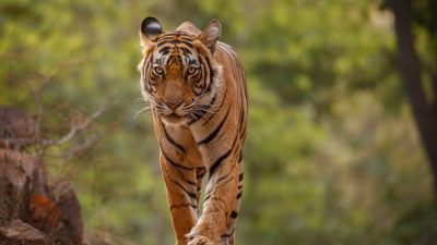 Bikin Panik, Seekor Harimau Betina di India Masuk Universitas