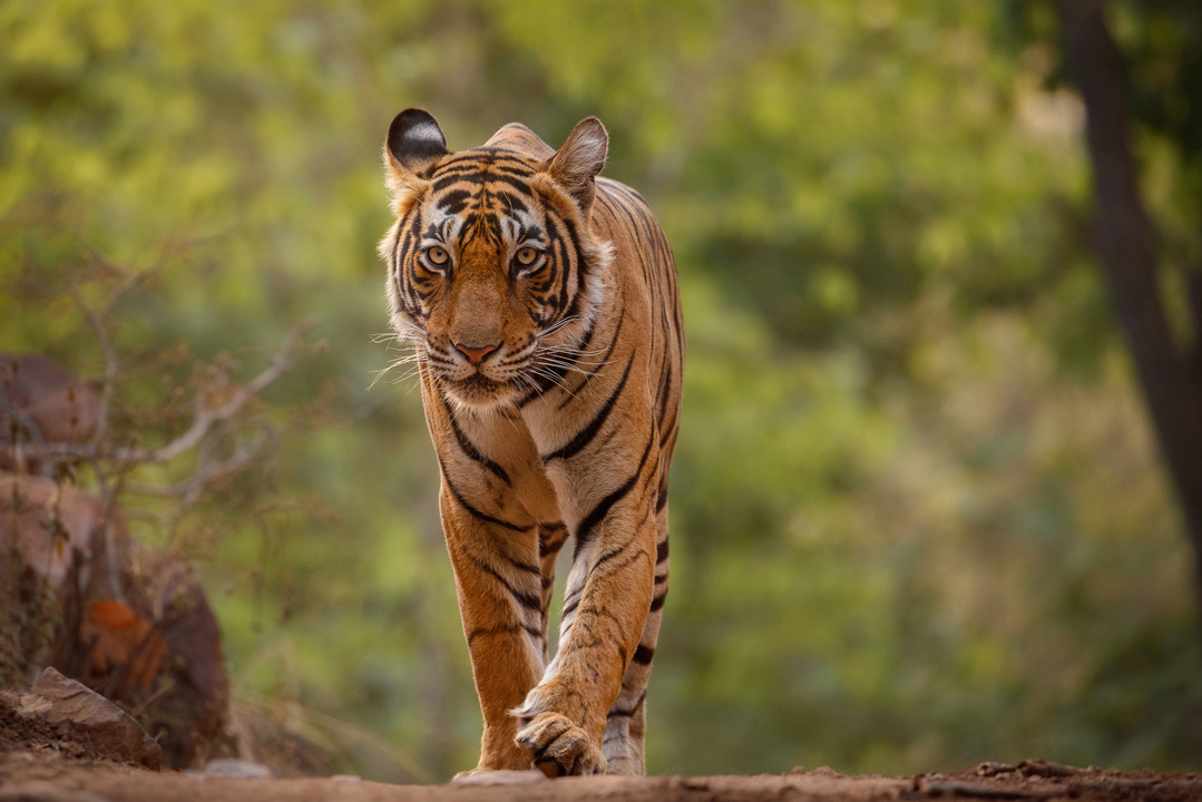 Ilustrasi harimau. (Foto: vladimircech/Freepik)