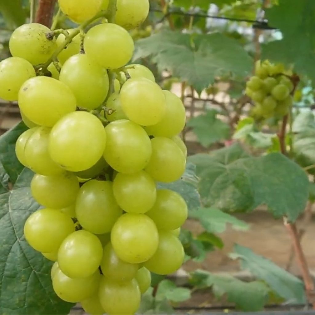 Ternyata anggur shine muscat berasal dari Jepang. Foto: Tangkapan Layar YouTube Jogja Anggur