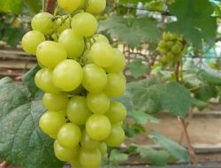 Sejarah Anggur Shine Muscat yang Jadi Primadona Buah-buahan saat Ini!