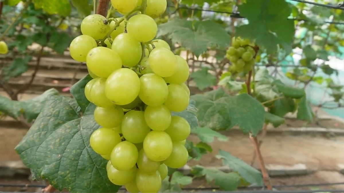Ternyata anggur shine muscat berasal dari Jepang. Foto: Tangkapan Layar YouTube Jogja Anggur