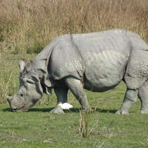 Polisi Tangkap Pelaku dan Tersangka Pembeli Cula Badak Seharga Rp525 Juta, Sisa Segini Populasinya?