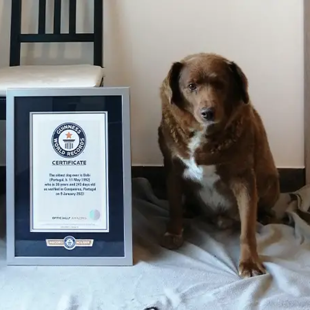 Bobi adalah anjing ras Rafeiro do Alentejo yang memiliki banyak penggemar di dunia maya. Foto: Arsip Guinness World Records