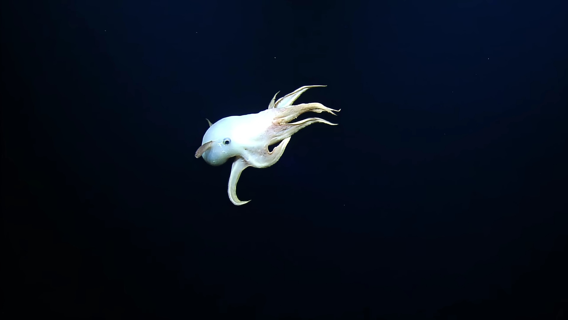 Momen saat gurita dumbo terlihat saat eksplorasi di Samudera Pasifik. FOTO: YouTube EVNautilus
