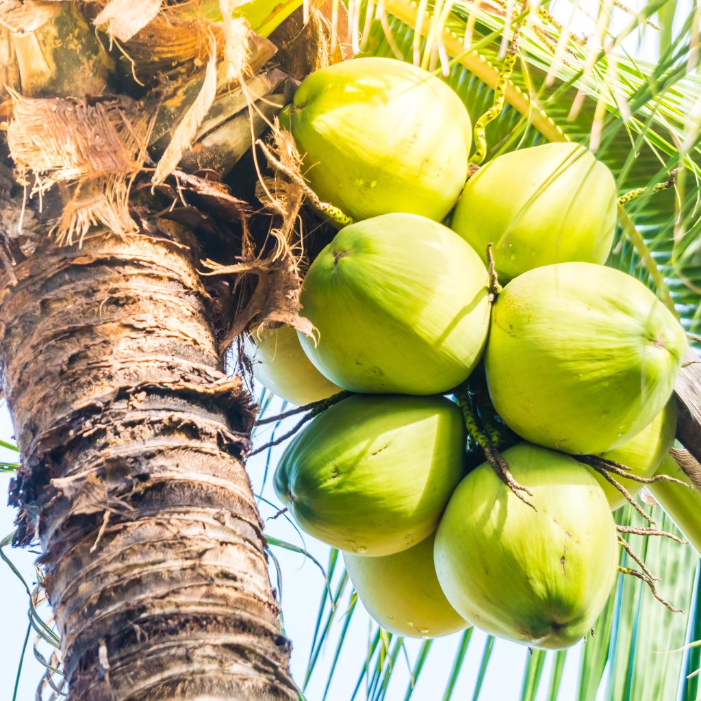 Tanggal 2 September diperingati sebagai hari kelapa sedunia. Foto: Freepik.com/mrsiraphol