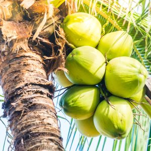 Selamat Hari Kelapa Sedunia! Yuk, Intip 10 Kegunaan Kelapa yang wajib kamu tahu!