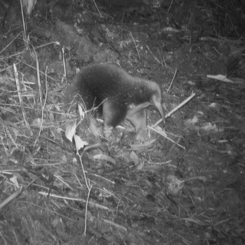 Mamalia Echidna bermoncong kembali muncul di pegunungan Papua. Foto: