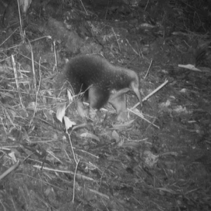 62 Tahun Diperkirakan Punah, Mamalia Bermoncong Muncul di Pegunungan Cycloop, Papua!