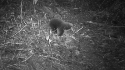 Mamalia Echidna bermoncong kembali muncul di pegunungan Papua. Foto:
