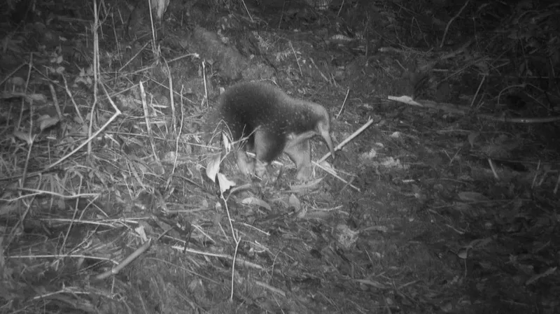 Mamalia Echidna bermoncong kembali muncul di pegunungan Papua. Foto: