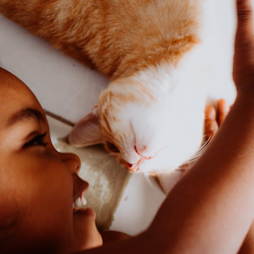 Hari Kucing Sedunia, Kamu Wajib Tahu 5 Manfaat Memelihara Kucing Secara Psikologis!