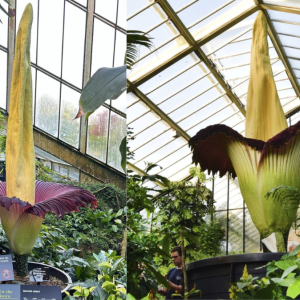 Bunga Bangkai Mekar di Inggris, Masyarakat sampai Antre untuk Melihatnya