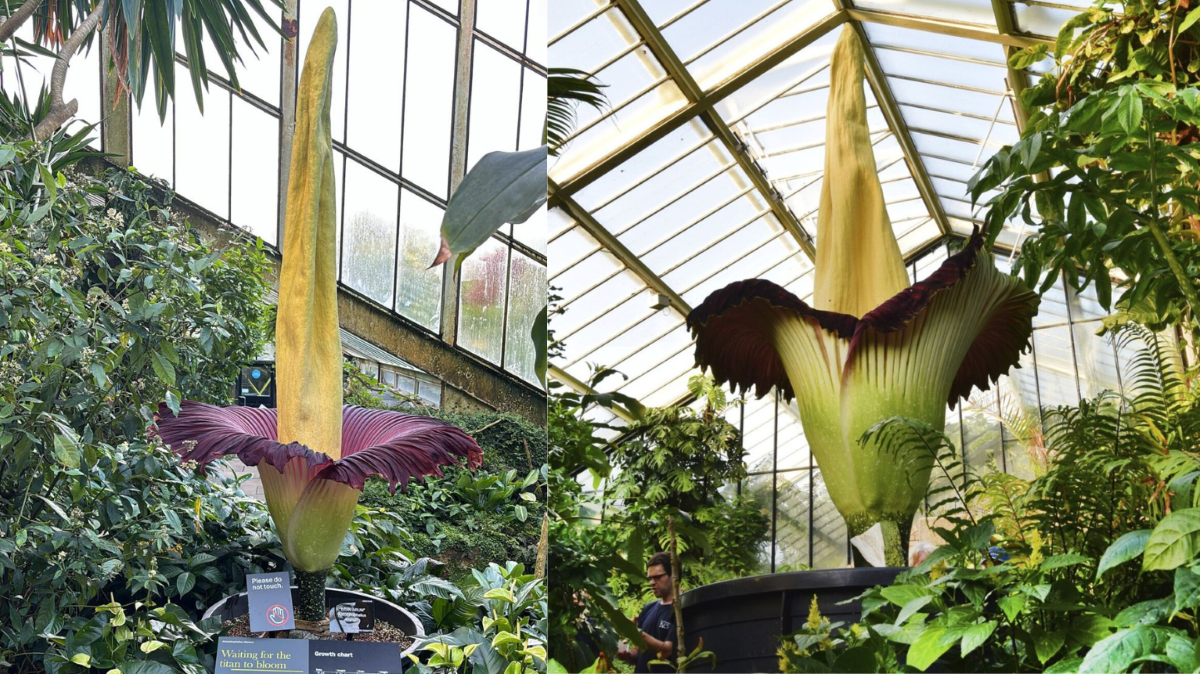 Bunga bangkai mekar di Inggris. Foto: facebook.com/kewgardens