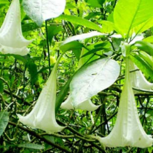 5 Fakta Tanaman Kecubung yang Mengakibatkan Mabuk dan Halusinasi di Kalimantan Selatan