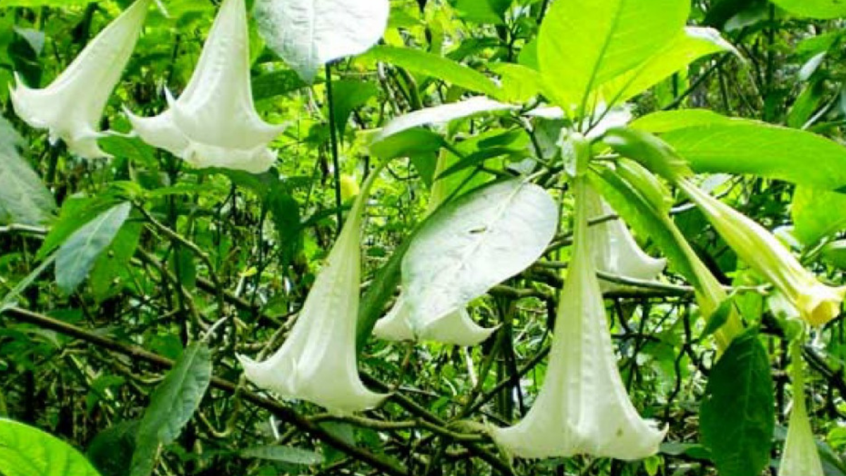 Lima fakta tentang tanaman kecubung. Foto: Laman Pustaka Setjen Pertanian