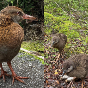 Geger, Kontestan Reality Show Santap Burung Dilindungi di Selandia Baru 