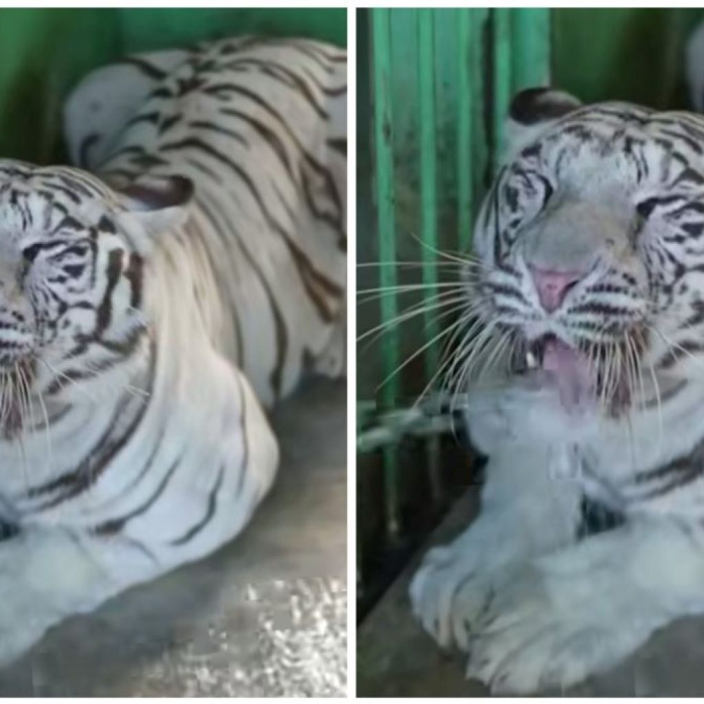 Satu harimau di Medan Zoo mati, Bobby Nasution beri tanggapan. Foto: Kolase Tuturpedia