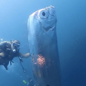Viral! Ikan ‘Pembawa Bencana’ Oarfish Raksasa Muncul di Taiwan