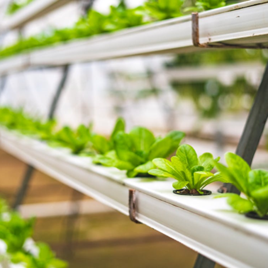 Inilah manfaat dan cara melakukan urban farming. FOTO: Pexels.com/Pragyan Bezbaruah