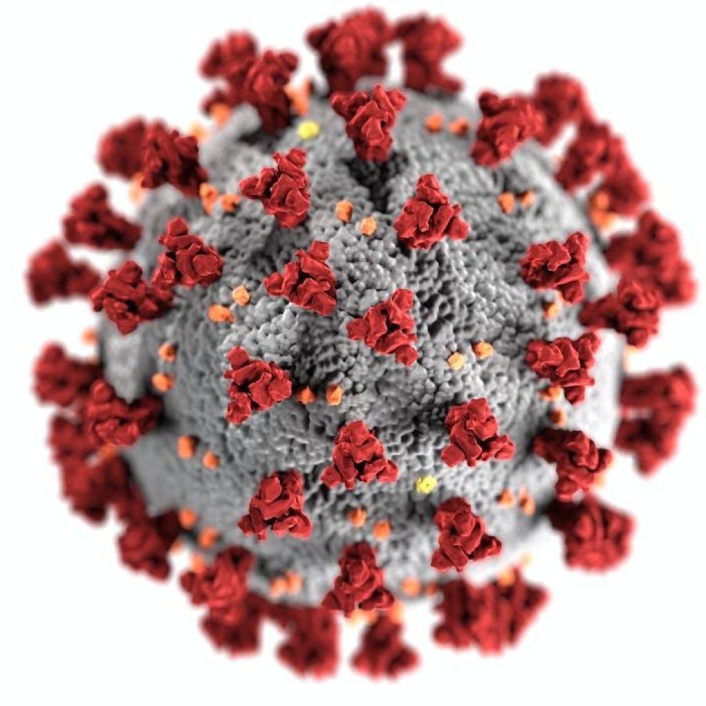 Cara penyebaran, kelompok berisiko, dan strategi menghindari virus Nipah. FOTO: Pexels.com/CDC
