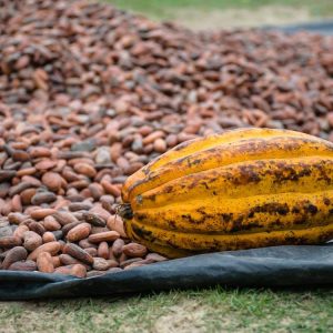 Pemerintah Terus Dorong Hilirisasi Pengolahan Kakao