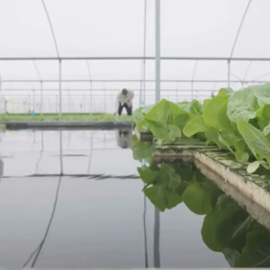 Hidroponik VS Aquaponik, Mana yang Lebih Baik?