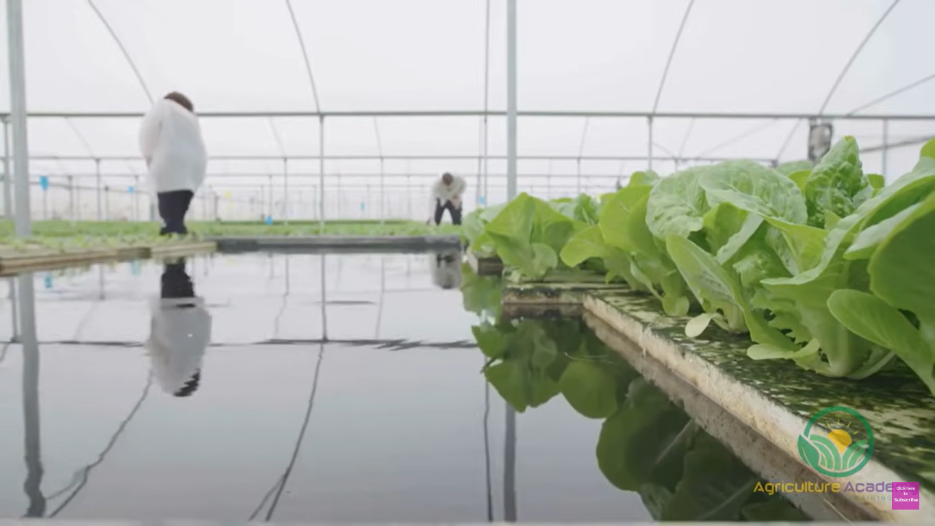 Hidroponik vs aquaponik. (Foto: Youtube Agriculture Academy)
