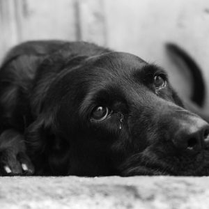 Karena Menggonggong, Anjing Ini Hampir Di-eutanasia Pemiliknya