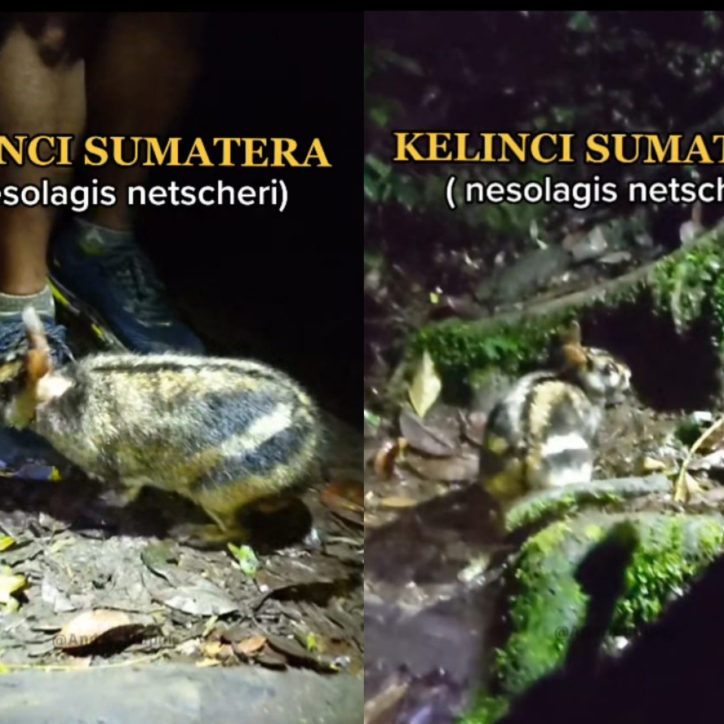 Mengenal Kelinci Belang Sumatra yang Sering Terabadikan dalam Video Pendaki Gunung