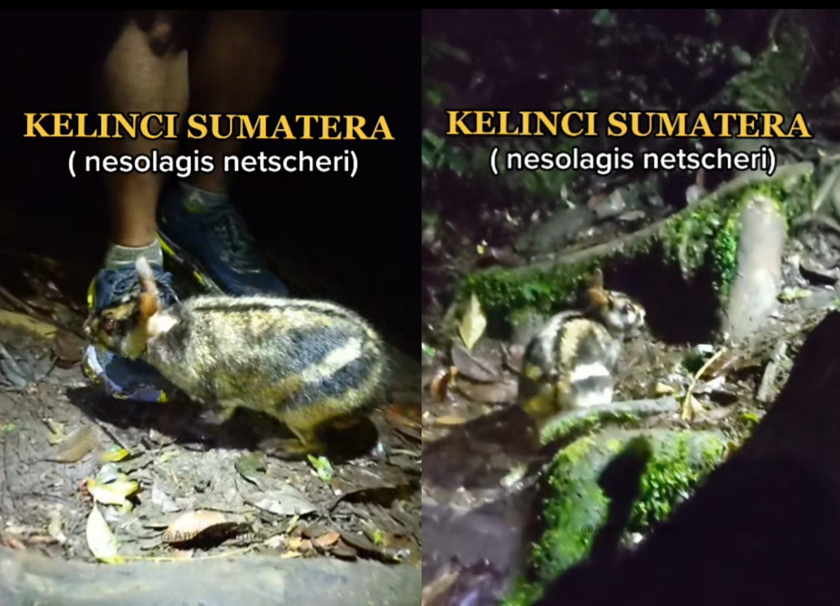 Kelinci belang Sumatra. Foto: tiktok.com/@andre.situpai