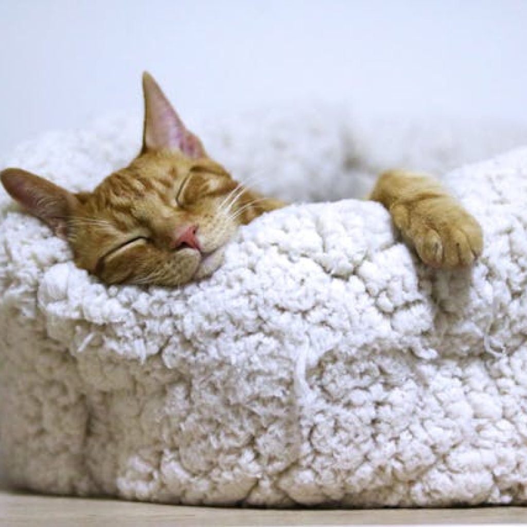 Makanan dan minuman yang bisa buat tidur lebih nyenyak. Foto: pexels.com/aleksandar-cvetanovic
