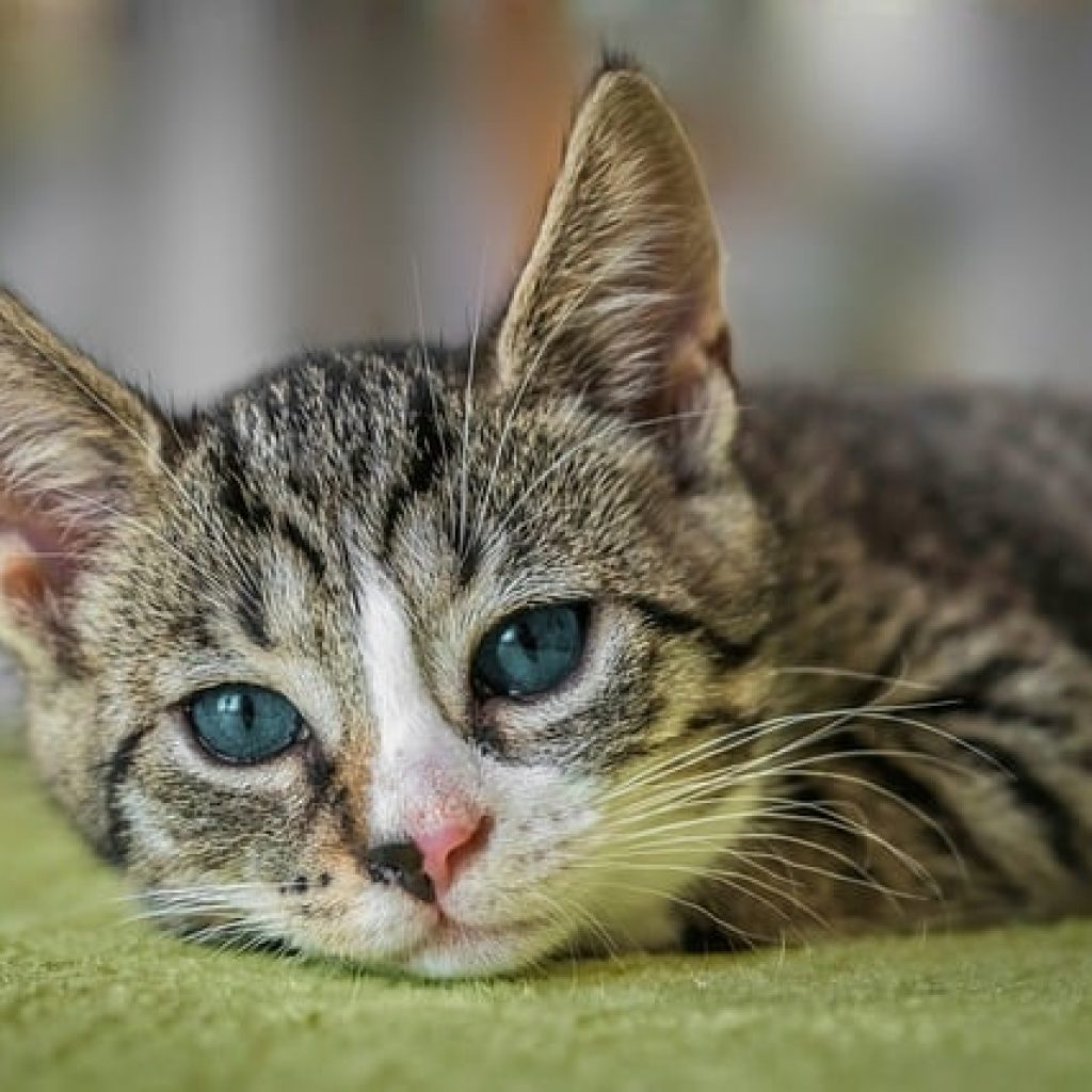 Kucing domestik berpotensi menjadi jalur penularan zoonosis virus flu burung ke manusia di Amerika. Foto: pixabay.com/guvo59