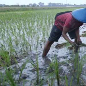 Ketahanan Pangan Diharapkan Meningkat, Padi Biosalin di Kota Semarang sudah Siap Pindah Tanam