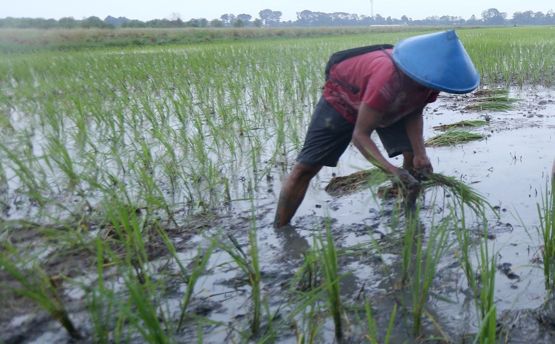 Ilustrasi penanaman padi biosalin. Foto: Dok. Istimewa