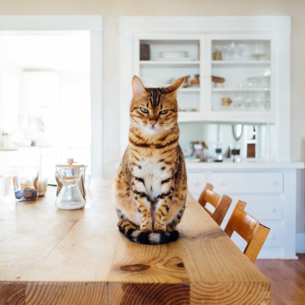 Foto: Unsplash oleh Paul Hanaoka.