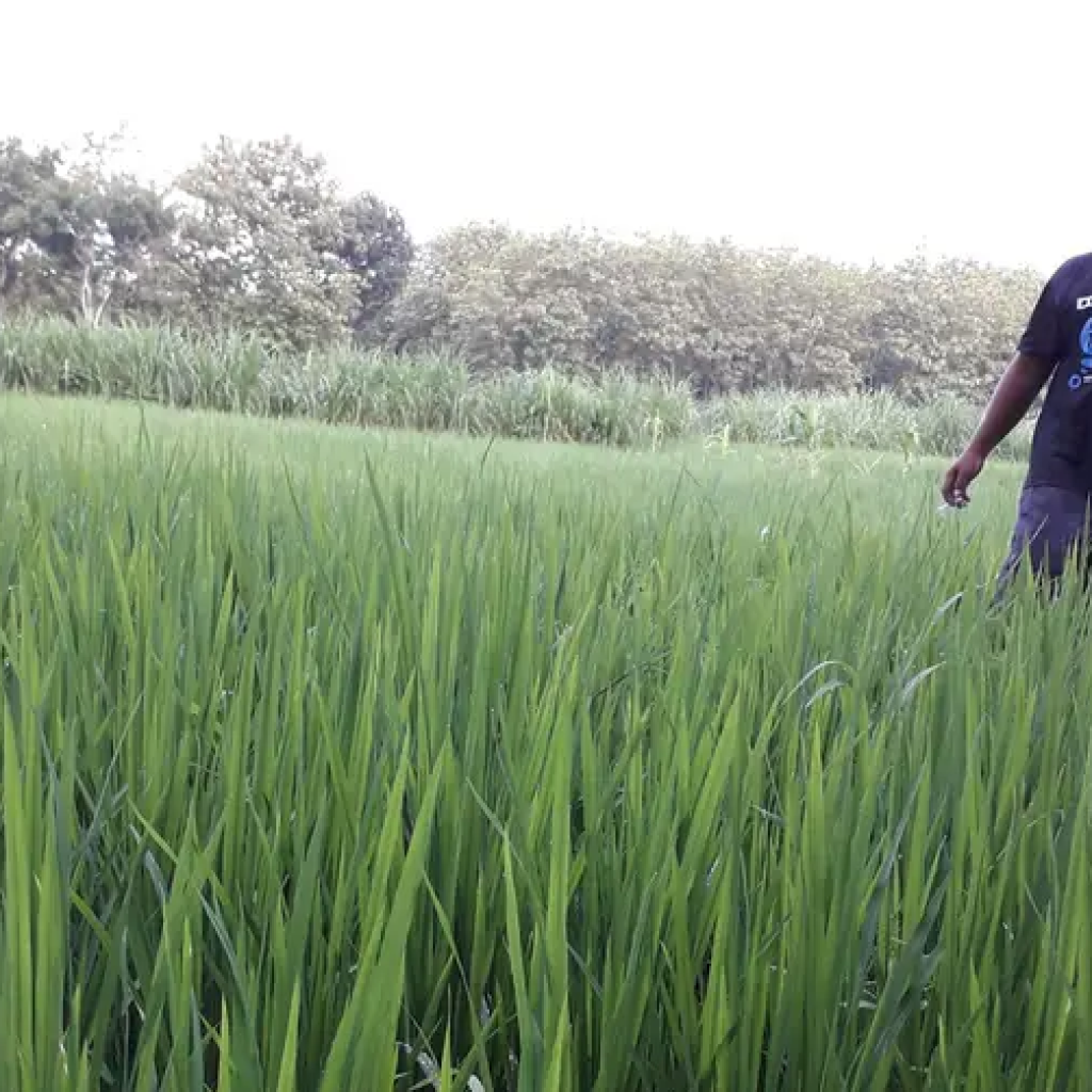 Titojr, petani di Blora harap jalan usaha tani ditingkatkan. Foto: Dok. Lilik Yuliantoro
