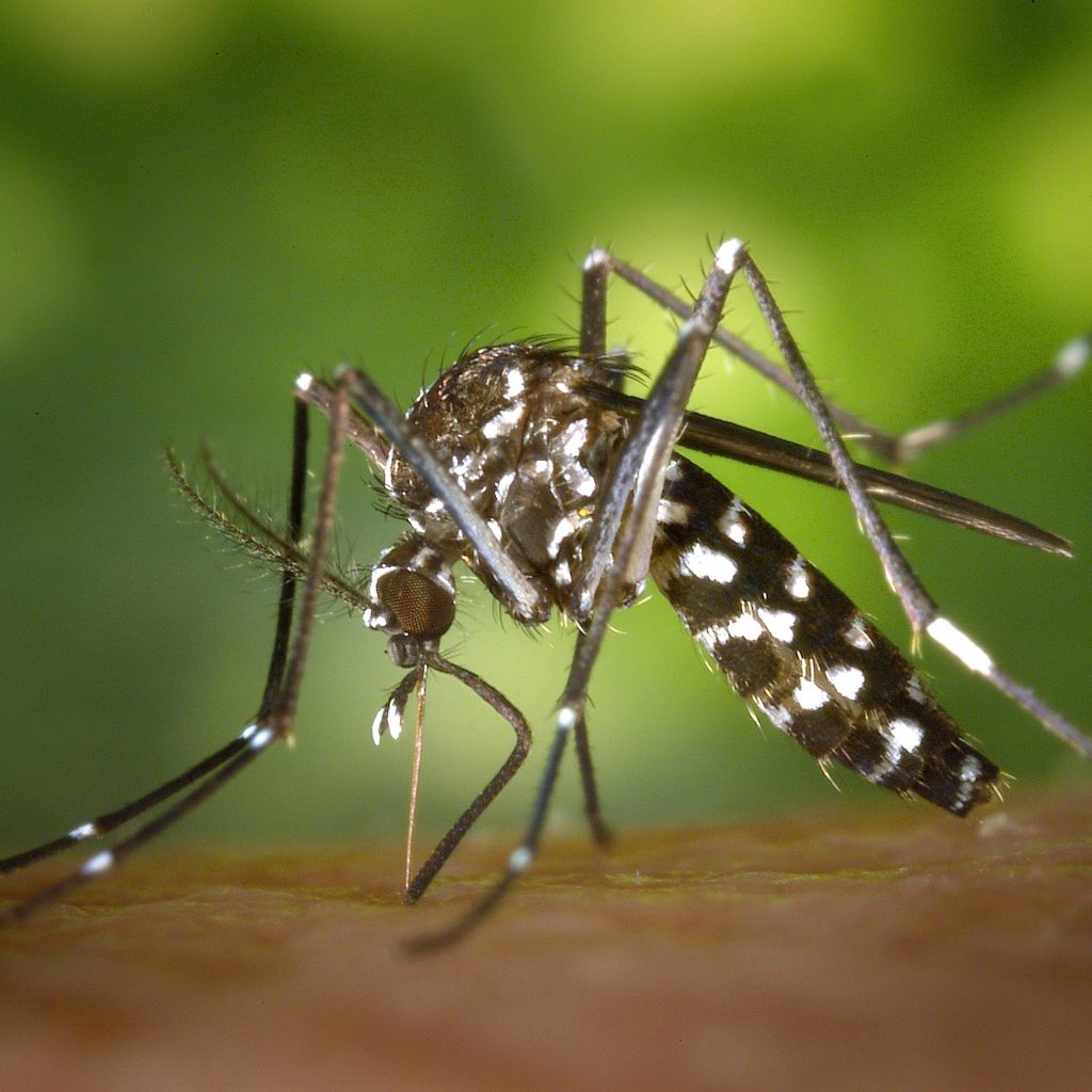 Inilah pro dan kontra dari keberadaan nyamuk wolbachia yang dikalim mampu turunkan penyebaran penyakit DBD. Pexels.com/Pixabay