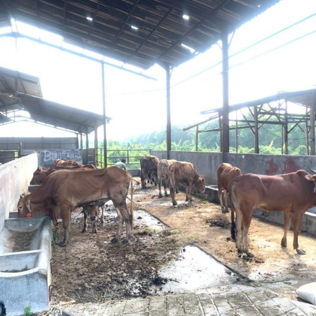 Persiapan RPH Semarang jelang Idul Adha 2024. Foto: Dok. Istimewa