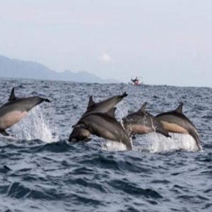 Liburan Anti Bosan, 5 Tempat Wisata di Lampung Terbaru dan Paling Hits 