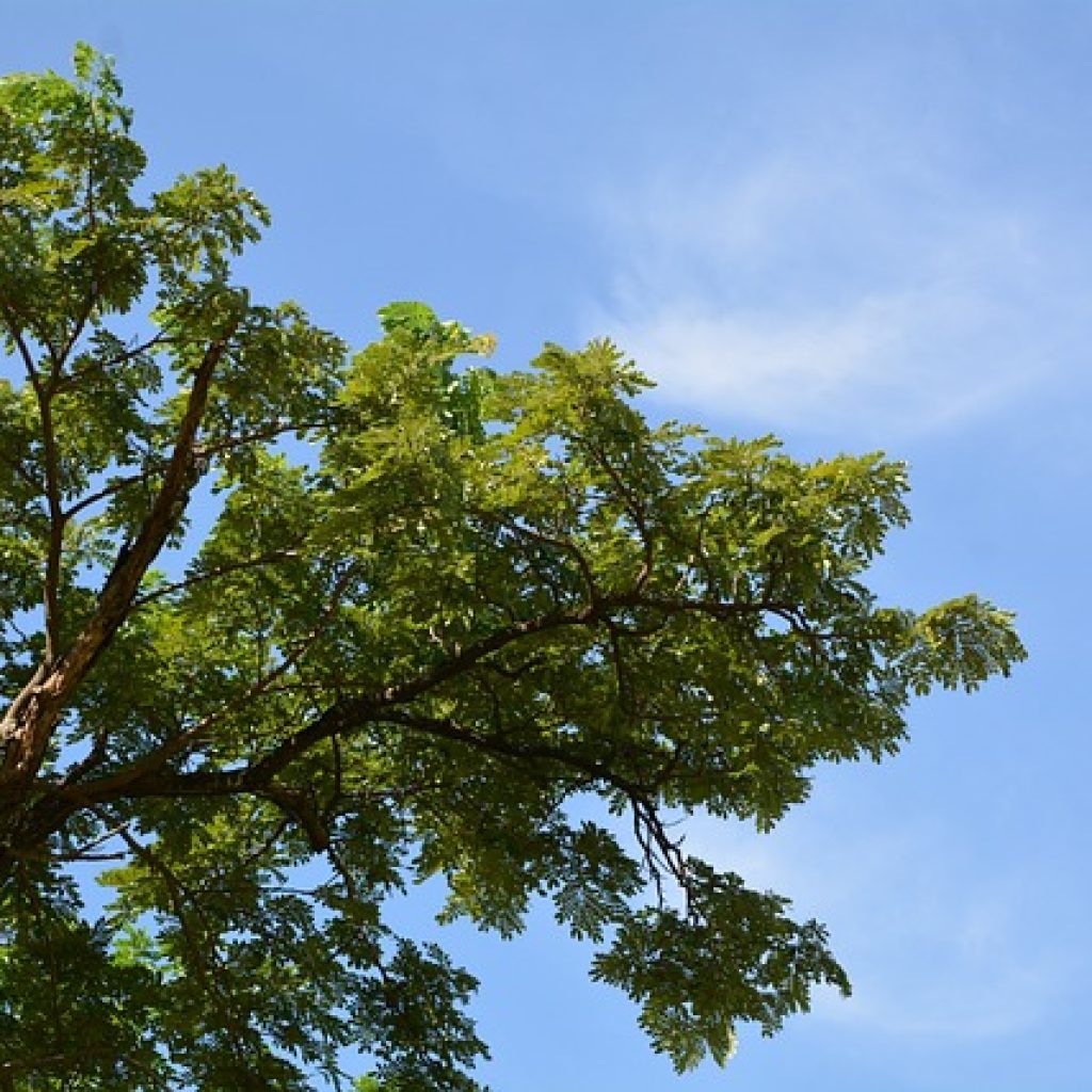 Beberapa aplikasi penilaian kualitas udara nilai udara Jabodetabek jadi lebih baik. Foto: pixabay.com/aekphoto