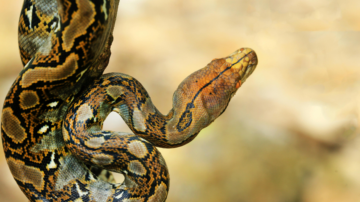 Ilustrasi ular piton yang menelan nenek Maga di Palopo hingga tewas. Foto: pexels.com/saturnus99